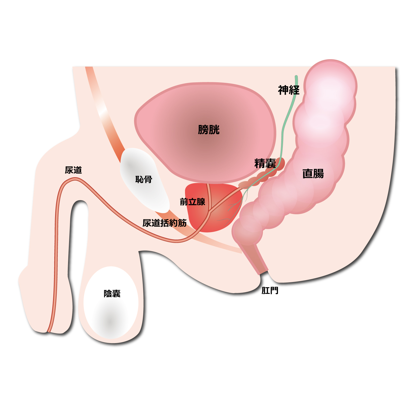 前立腺 前立腺肥大症 | 中野駅前ごんどう泌尿器科